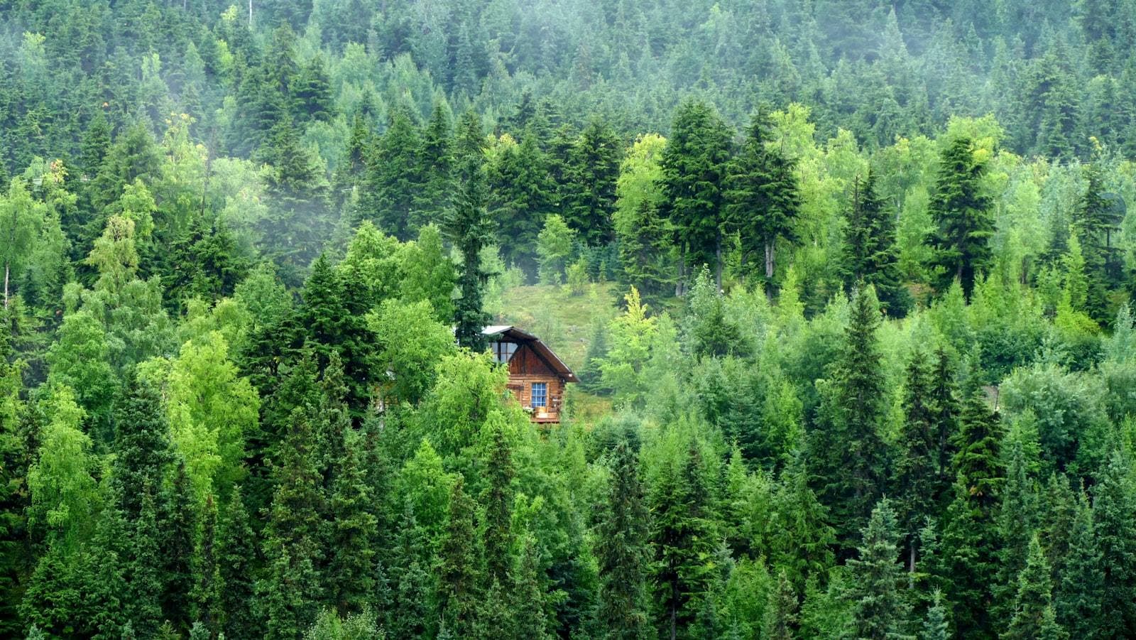 Wooden house at the edge of an Alaskan forest. Understanding the Alaska appeal process.