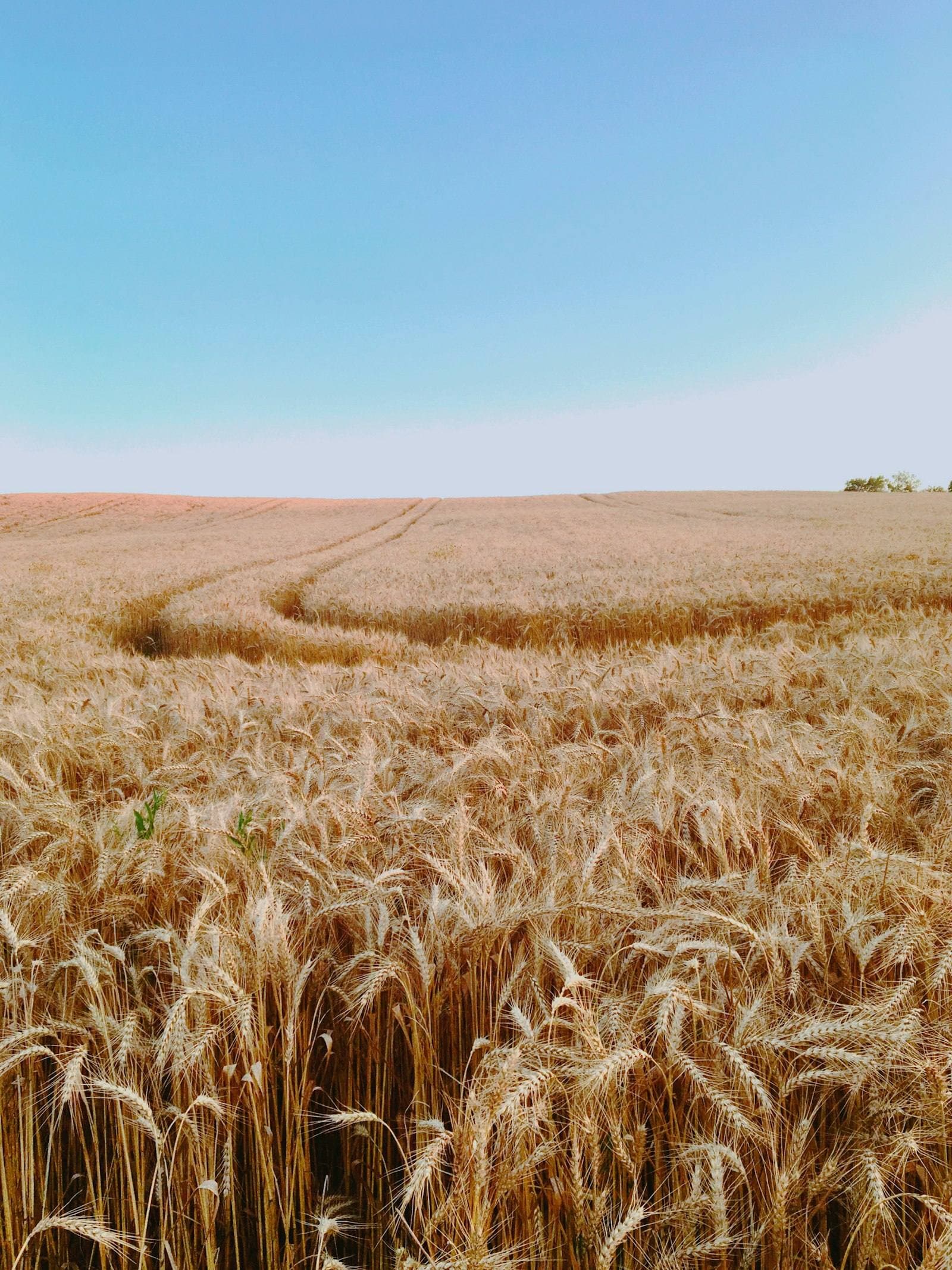 Kansas wheat field under a blue sky